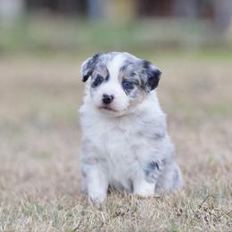 Biscuit - Blue merle male Miniature American Shepherd puppy in Stephenville, Texas from Diamond H Aussies