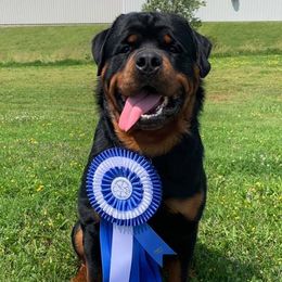 Rottweilers from Lonecreek Rottweilers