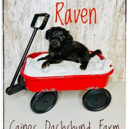 Raven - Brindle female Dachshund puppy in Cincinnati, Ohio from Caines Dachshund Farm