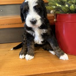 Brown boy - Tri-color male Bernedoodle puppy in Hines, Oregon from Switch Canyon Doodles