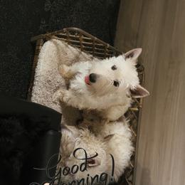 Islay - Wheaten female Scottish Terrier puppy in Mancelona, Michigan from Stefany Farm of Happiness