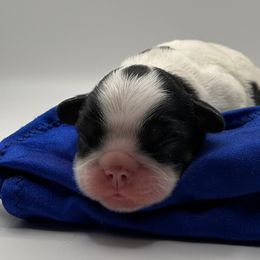 Enchanting Charlies Slow to Everything But Dinner - Black white and tan male English Toy Spaniel puppy in Pennsylvania from Enchanting Charlies