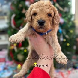 Comet - Apricot male Goldendoodle puppy in Rienzi, Mississippi from Saddle Hill Farms