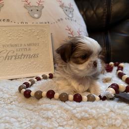 Shih Tzu Puppies from Wood Foo Breeders