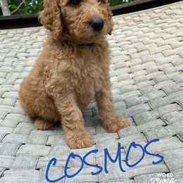 Goldendoodle Puppies from Bear Ridge Doodles