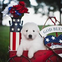 Border Collie, Bordoodle, and Maremma Sheepdog Puppies from 2J 2K Border Collies