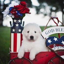 Border Collie, Bordoodle, and Maremma Sheepdog Puppies from 2J 2K Border Collies