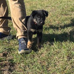 Brazzo, Red Collar Male - Black and tan male German Shepherd puppy in Milan, Illinois from Stonewick German Shepherds