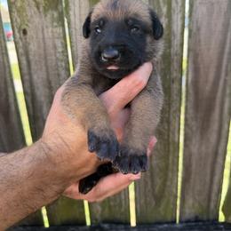 Cantor - Mahogany male Belgian Malinois puppy in Deerfield Beach, Florida from vd Hunde der neuen Äre