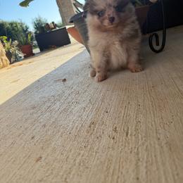 Milkshake - Chocolate merle male Pomeranian puppy in Texas from D&C Pomeranians