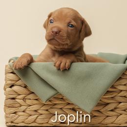 Joplin (yellow collar) - Red female Vizsla puppy in Alvord, Texas from Tequila Kennels