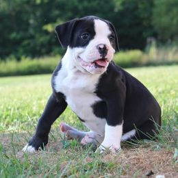 Esther - female Alapaha Blue Blood Bulldog puppy in Grafton, Ohio from Eclipse Alapaha Kennels