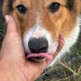 Johnny - Black and tan male American Corgi puppy in Heyworth, Illinois from Schumaker Corgis