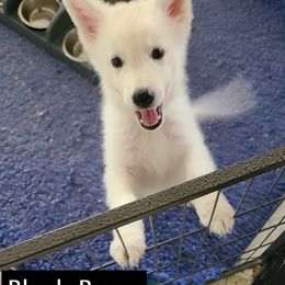 Berger Blanc Suisse Puppies from Absolute Dream White Swiss Shepherds