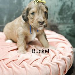 Bucket - Sable female Bernedoodle puppy in Pasco, Washington from Camp Doodle Woods