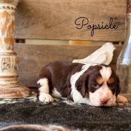 Popsicle - Liver white and tan male English Springer Spaniel puppy in Uvalda, Georgia from Willow Creek Farms