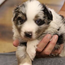 Boy 1 - Blue merle Australian Shepherd puppy in Perkasie, Pennsylvania from Kid’s Kingdom Australian Shepherds