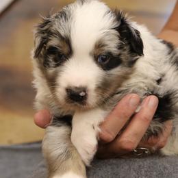 Boy 1 - Blue merle Australian Shepherd puppy in Perkasie, Pennsylvania from Kid’s Kingdom Australian Shepherds
