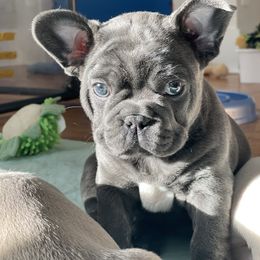 French Bulldog Puppies from 1011 French Bulldogs