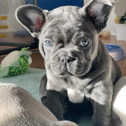 French Bulldog Puppies from 1011 French Bulldogs