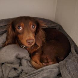 Ollie - Dachshund