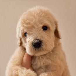 Cruller - Cream male Poodle puppy in Grovetown, Georgia from PND Kennel