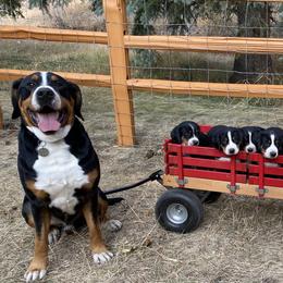 Greater Swiss Mountain Dogs from Legacy Creek