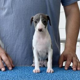 Girl 1 - Blue female Italian Greyhound puppy in Sugar Valley, Georgia from Pinnacle Farm and Kennel
