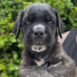 Male 3 - Chestnut brindle male Cane Corso puppy in California from Donato Kennels