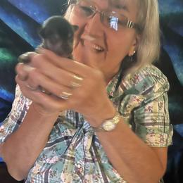 Chihuahua and Chinese Crested Puppies from Western Kentucky Chihuahua’s and Chinese Crested’s