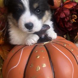 Pembroke Welsh Corgi Puppies from Shabby Chic Corgis