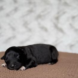 Ruffles - Black tri-color male Australian Shepherd puppy in Argyle, Iowa from Country Time Kennels
