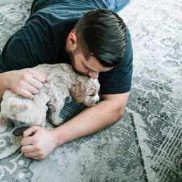 Goldendoodle and Golden Retriever Puppies from Poofy Puppies