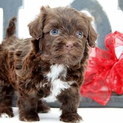 CUBBY - Brown male Russian Tsvetnaya Bolonka puppy in West Plains, Missouri from Must Be Frenchies & Crown Of Curls Bolonka