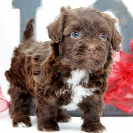 CUBBY - Brown male Russian Tsvetnaya Bolonka puppy in West Plains, Missouri from Must Be Frenchies & Crown Of Curls Bolonka