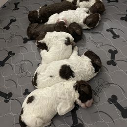 Lagotto Romagnolo Puppies from Agapē Lagotto Romagnolo