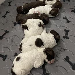Lagotto Romagnolo Puppies from Agapē Lagotto Romagnolo