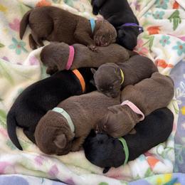 Girl 2 - female Labrador Retriever puppy in North East, Pennsylvania from Newara’s Dog House LLC