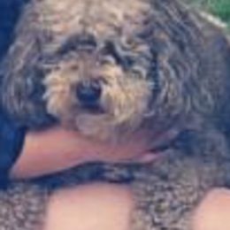 Australian Labradoodles from GALDS