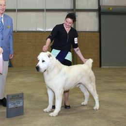 Wick - Central Asian Shepherd Dog