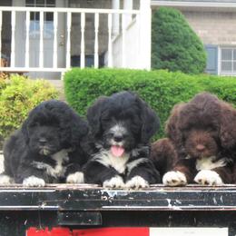 Portuguese Water Dog Puppies from Keehn-Country Porties