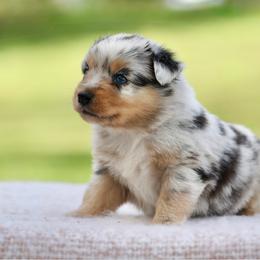 Leatherface - Blue merle male Miniature Australian Shepherd puppy in Prague, Oklahoma from Clay Creek Aussies
