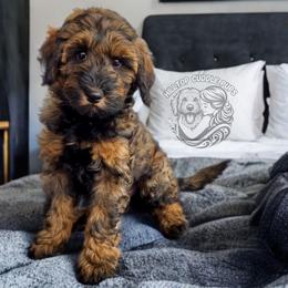 Pebble - Black male Goldendoodle puppy in Chattanooga, Tennessee from Hilltop Cuddle Pups