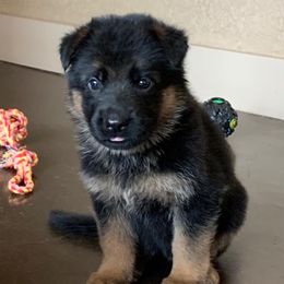 German Shepherds from Selten Ruhe Kennels, llc