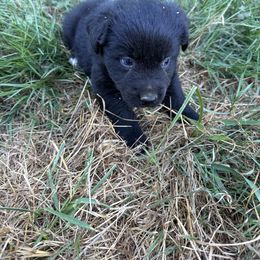 Crow - Black & white Australian Shepherd puppy in Otis, Oregon from Heritage Hill Aussies