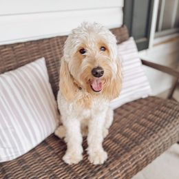Millie - Goldendoodle