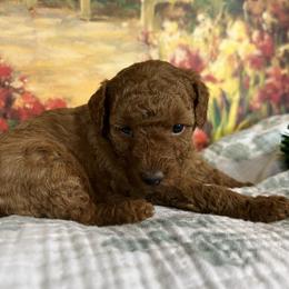 Misha - Red  female Poodle puppy in Lawrenceburg, Tennessee from LUV Poodles and Maltipoos