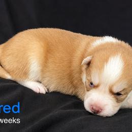 Fred - Red and white male Pomsky puppy in Winston, Oregon from Arctic Tails Spitz