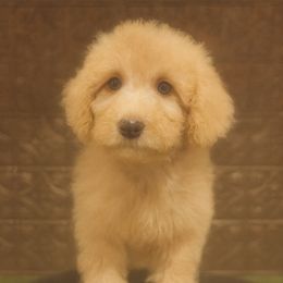 Girl (pink collar) 2 - Apricot female Goldendoodle puppy in Crawford, Mississippi from Magnolia State Poodles and Doodles