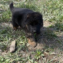Green male - Black and red male German Shepherd puppy in Herrick, South Dakota from Dakota Shepherds Kennels